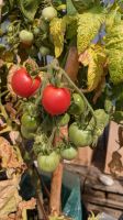 Tomatensamen Samen Tomate Geranium Kiss Balkon München - Hadern Vorschau