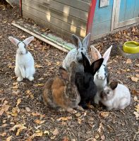 Hasen/Kaninchen Baden-Württemberg - Laupheim Vorschau