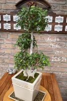 Ficus Benjamin, ca. 30Jahre alt, Bonsai Nordrhein-Westfalen - Verl Vorschau