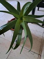 Schöne große  Aloe  Vera Pflanze Bayern - Erlangen Vorschau