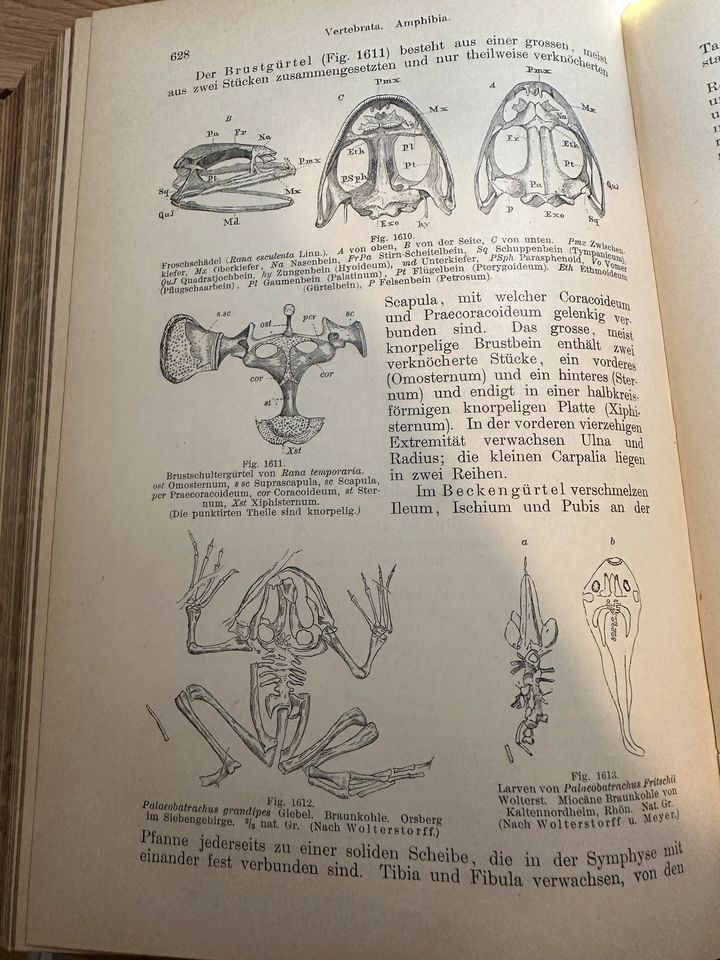 Grundzüge der Palaeontologie. Karl von Zittel, 1895 in Mahlberg