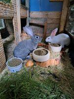 Kaninchen aus Hobbyzucht 4 Rassen oder mehr. Rheinland-Pfalz - Daun Vorschau
