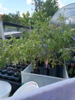 Noch wenige Tomatenpflanzen samenfest alte Sorten aus Bulgarien Sachsen-Anhalt - Quedlinburg OT Gernrode Vorschau
