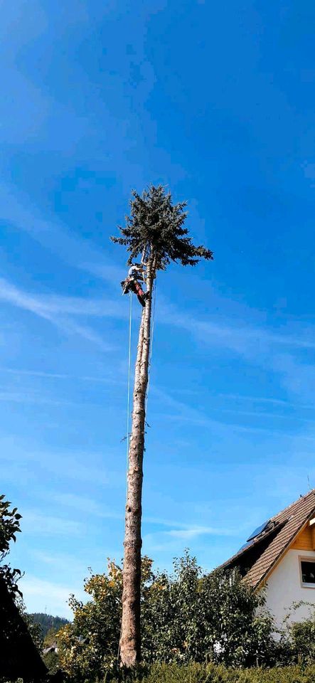 BaumFloh - Baumpflege und Baumfällungen # Baum Fällen & Schneiden in Lenzkirch