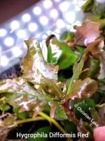 ⭐☘️❗Rarität❗Hygrophila difformis Red Aquariumpflanzen selten rare Niedersachsen - Meppen Vorschau