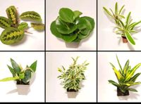 Zimmerpflanzen Terrarienpflanzen Blattpflanzen Bromelien ab 4,45€ Bayern - Schwarzenfeld Vorschau