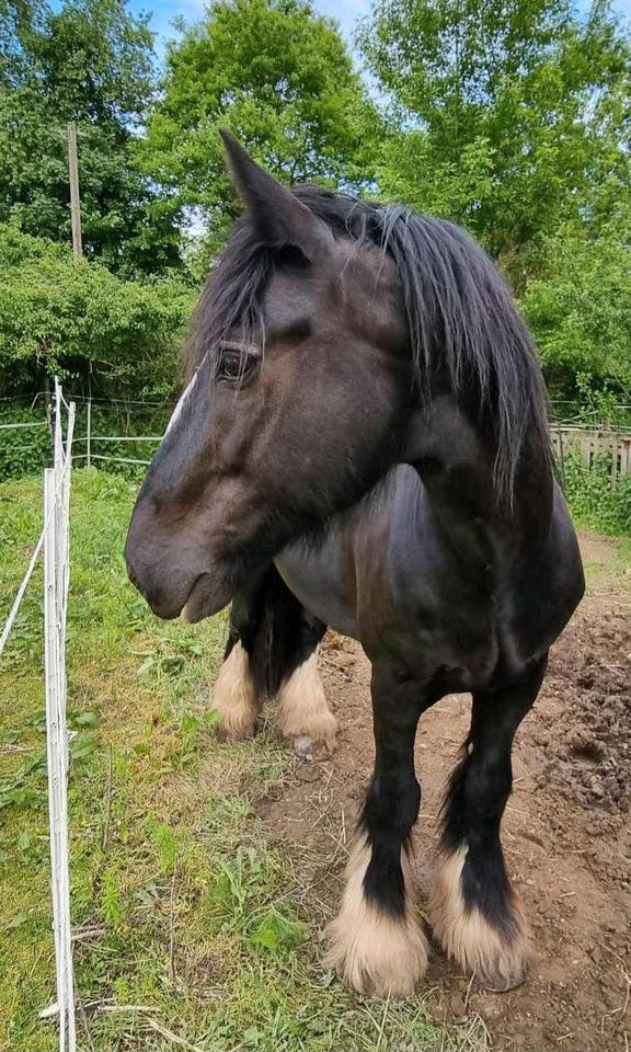 Biete Reitbeteiligung  (Pferd sucht Reiter) in Worms