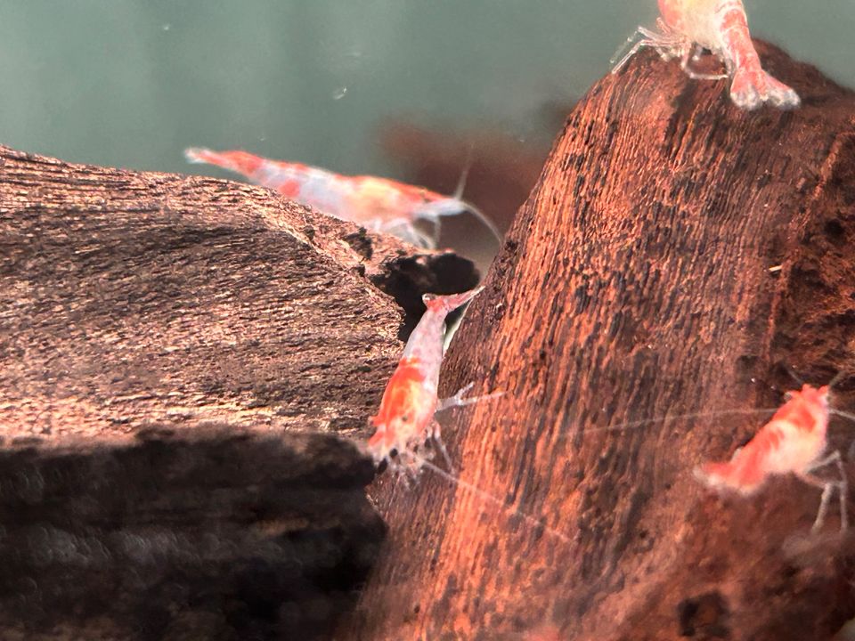 Red Rili Garnelen Neocaridina davidi rote Rili Garnele in Rangendingen