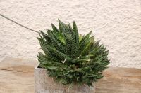 Aloe Flow Succulenten  gestreift im vielen Babys Stein Topf Bayern - Uffing Vorschau