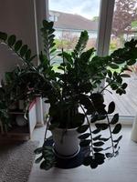 große Pflanze - Glücksfeder (Zamioculcas zamiifolia) Wurster Nordseeküste - Nordholz Vorschau