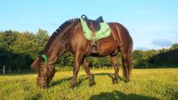 Reitbeteiligung, Pony sucht Kind, Shetty sucht Teenager! Nordrhein-Westfalen - Marl Vorschau