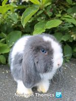 Zauberhafte Mini - Lop Niedersachsen - Meerbeck Vorschau