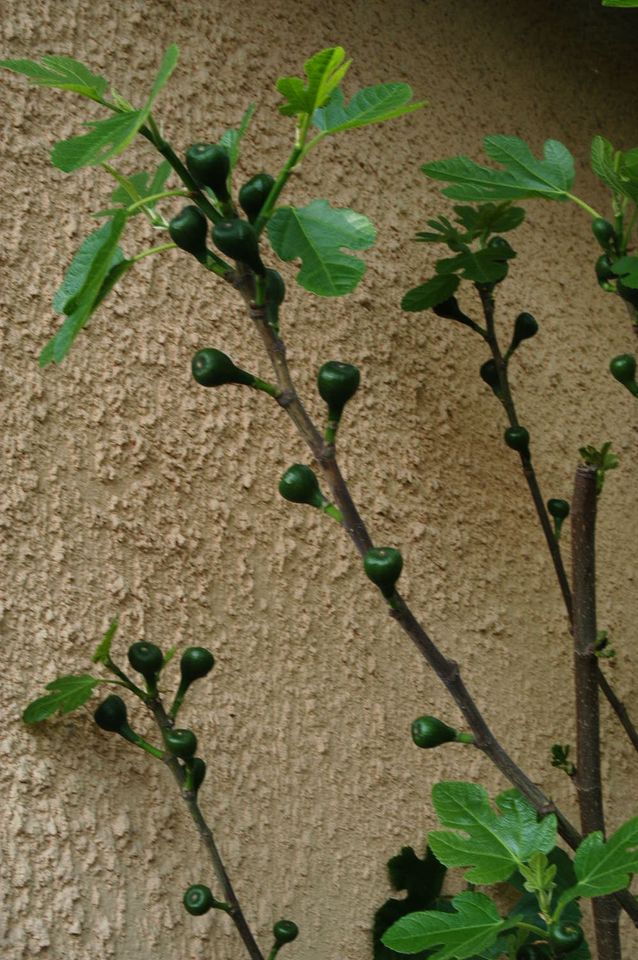 Feigenbusch-Jungpflanzen 'Violetta' in Dresden