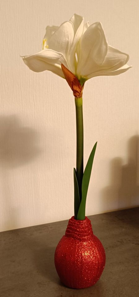 Abella Flora,, Amaryllis in Koblenz