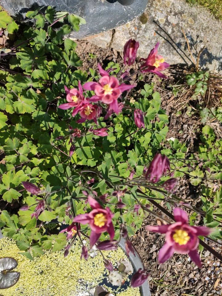 Akelei bienenfreundlich lila rosa himbeerrot in Weitramsdorf