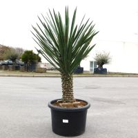 Yucca Filifera 45cm Stamm - +/- 160cm hoch (Nr. 3) Palmlilie Nordrhein-Westfalen - Oberhausen Vorschau