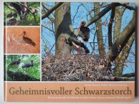Geheimnisvoller Schwarzstorch Einblicke Leben Waldvogel Natur Niederzissen - Oberdürenbach Vorschau