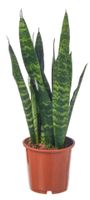 Bogenhanf Sansevieria, dunkelgrün, verschiedene Größen Hannover - Vahrenwald-List Vorschau