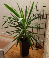 - Yucca-Palme - Lechuza Cubico - Lila - Hessen - Eschborn Vorschau