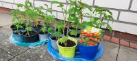 Tomatenpflanzen, Balkontomate, kräftige Pflanzen ca. 25 cm Kreis Pinneberg - Moorrege Vorschau