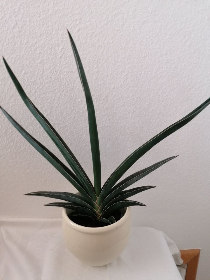 Seltene Sansevieria Samurai Pflanze mit Übertopf in Bühl