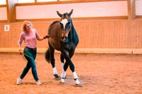 Horsemanship | Bodenarbeit | Pferdesprache lernen Schleswig-Holstein - Bargteheide Vorschau