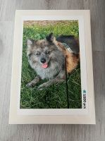 Puzzle, Freizeit, hundepuzzle, Hund Dortmund - Wellinghofen Vorschau