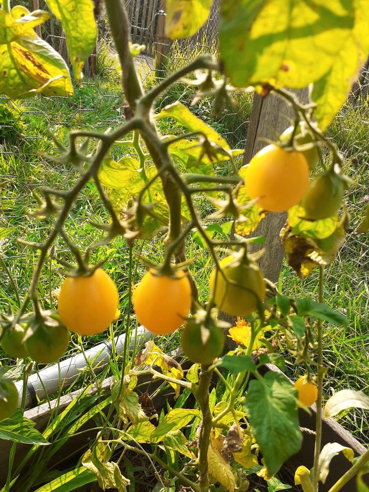 Tomatenpflanzen Raritäten, alte Sorte, samenfest, bio, in Halle