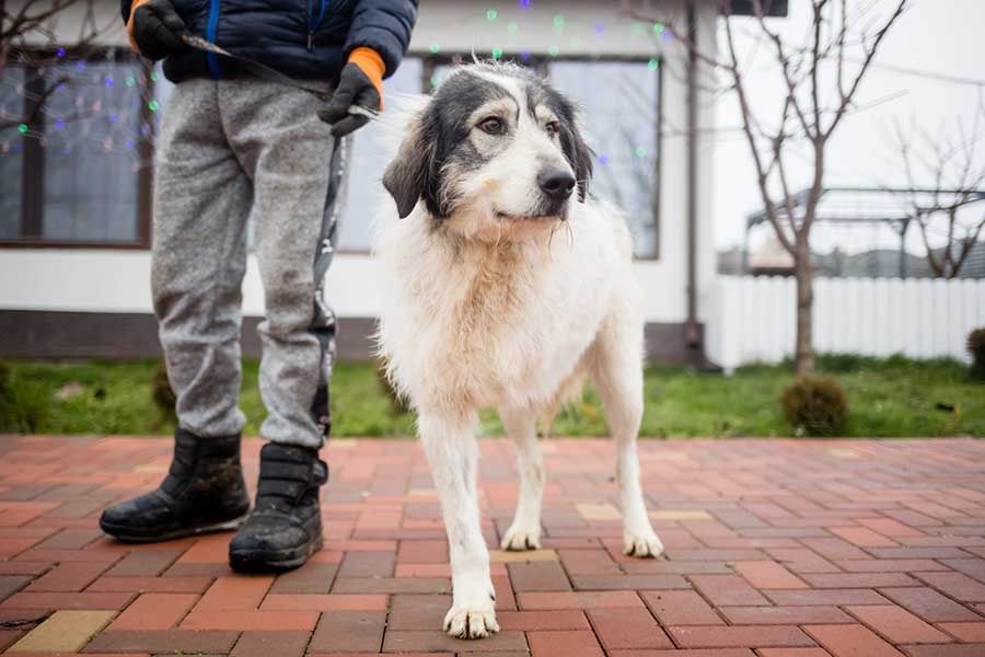 Mischling Rüde Zadig wünscht sich ein Zuhause mit viel Herz! in Oederquart