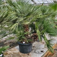 Zwergpalme Chamaerops Humilis Palme Mehrstämmig Hessen - Wiesbaden Vorschau