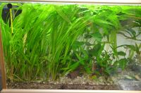 Genoppter Wasserkelch / Cryptocoryne crispatula Nordrhein-Westfalen - Greven Vorschau