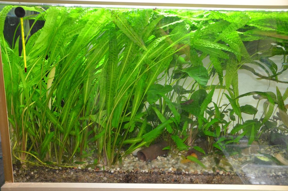 Genoppter Wasserkelch / Cryptocoryne crispatula in Greven