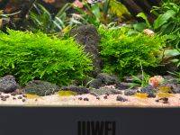 Garnelen Aquarium, Aquascape, Neocaridina davidii Nordrhein-Westfalen - Burbach Vorschau