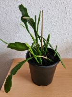 Kaktus/Blattkaktus (Epiphyllum) Sachsen-Anhalt - Eisleben Vorschau