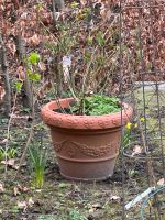 3 Stk Blumentöpfe für den Garten Hamburg-Nord - Hamburg Alsterdorf  Vorschau