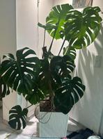 LECHUZA "CUBE Cottage 30 Weiß mit großer Monstera Nordrhein-Westfalen - Jüchen Vorschau