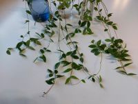 ❌️ Zimmerpflanze Peperomia angulata Hängepflanze || Ableger Rheinland-Pfalz - Westernohe Vorschau