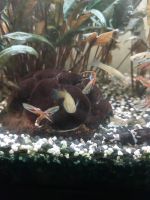 Guppy Fische Babys, Jung- und ausgewachsene Tiere für Aquarium Bayern - Schrobenhausen Vorschau