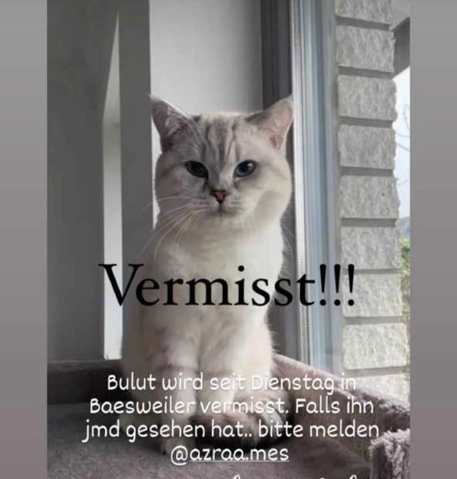 Katze BKH weiß kater Bulut. in Baesweiler