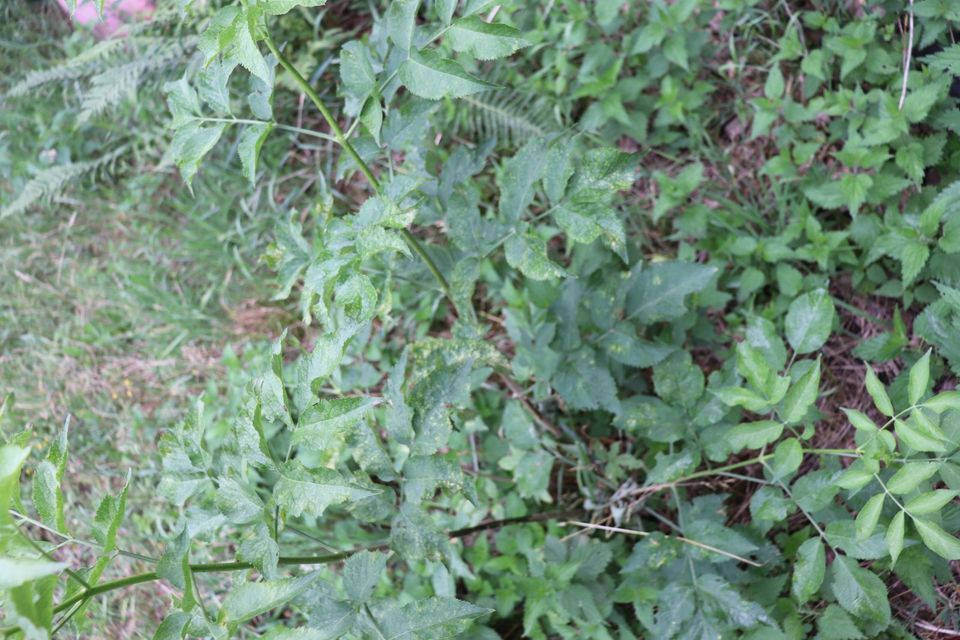 Holunder Hollerbusch Strauch schwarzer Holler Beeren weiße Blüten in Beetzendorf