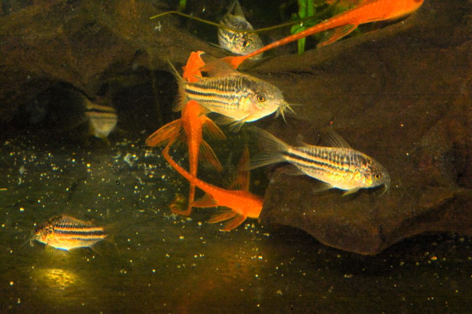 Panzerwels, Corydoras napoensis in Falkenstein/Vogtland