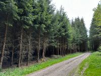 Brennholz - Fichte - Ab Wald - Selbstwerber Bayern - Eppishausen Vorschau