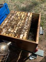 Bienen: Bis zu 4 Wirtschaftsvölker auf Dadant auf US Bayern - Alling Vorschau