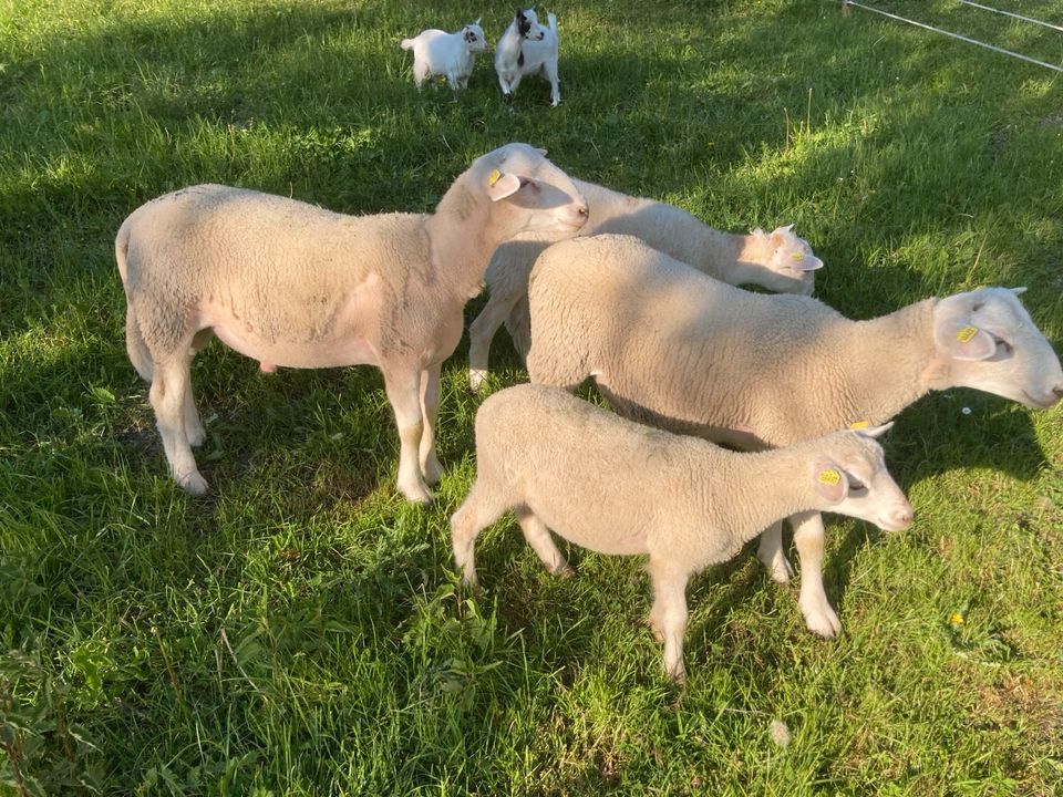 Nolana, Schafbock in Frauenstein