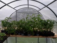 Tomatenpflanzen Bayern - Lauf a.d. Pegnitz Vorschau