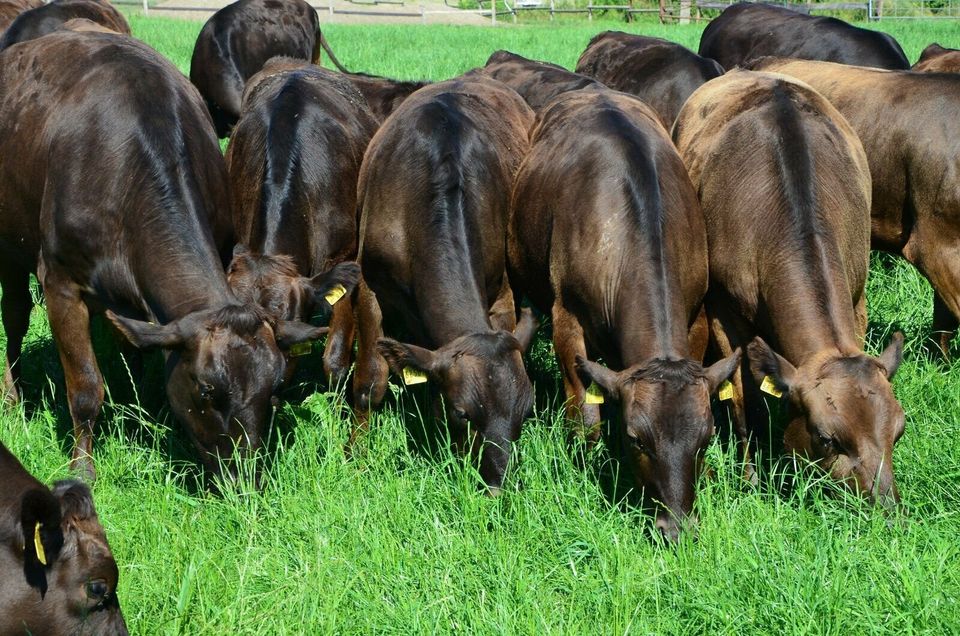 Wagyu Rinder vom Grand Champion Zuchtbetrieb Balster in Selm