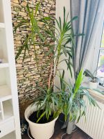 Zimmerpflanze Palmlilie Dresden - Räcknitz/Zschertnitz Vorschau
