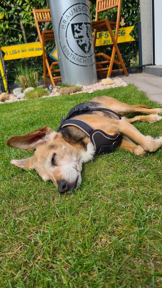 Hundebetreuung/ Zweitfamilie für Hundeomi gesucht in Braunschweig