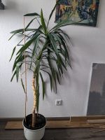 Yucca Palme / Palmlilie Zimmerpflanze / für draußen; abschneidbar Hessen - Langen (Hessen) Vorschau