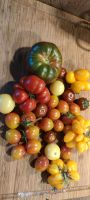 Tomaten Pflanzen aus biologischem Anbau Dortmund - Westrich Vorschau